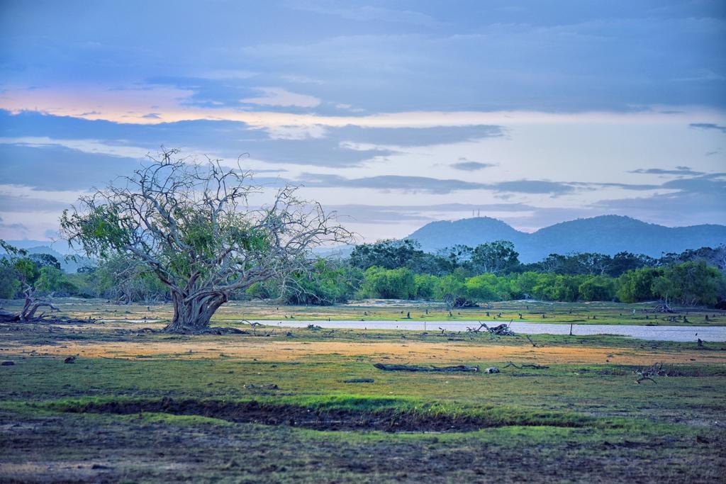 Wilderness Camping Hotel Yala Exterior photo